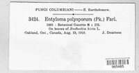 Entyloma polysporum image